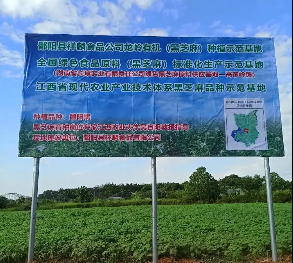 精品久久久久久无码人妻