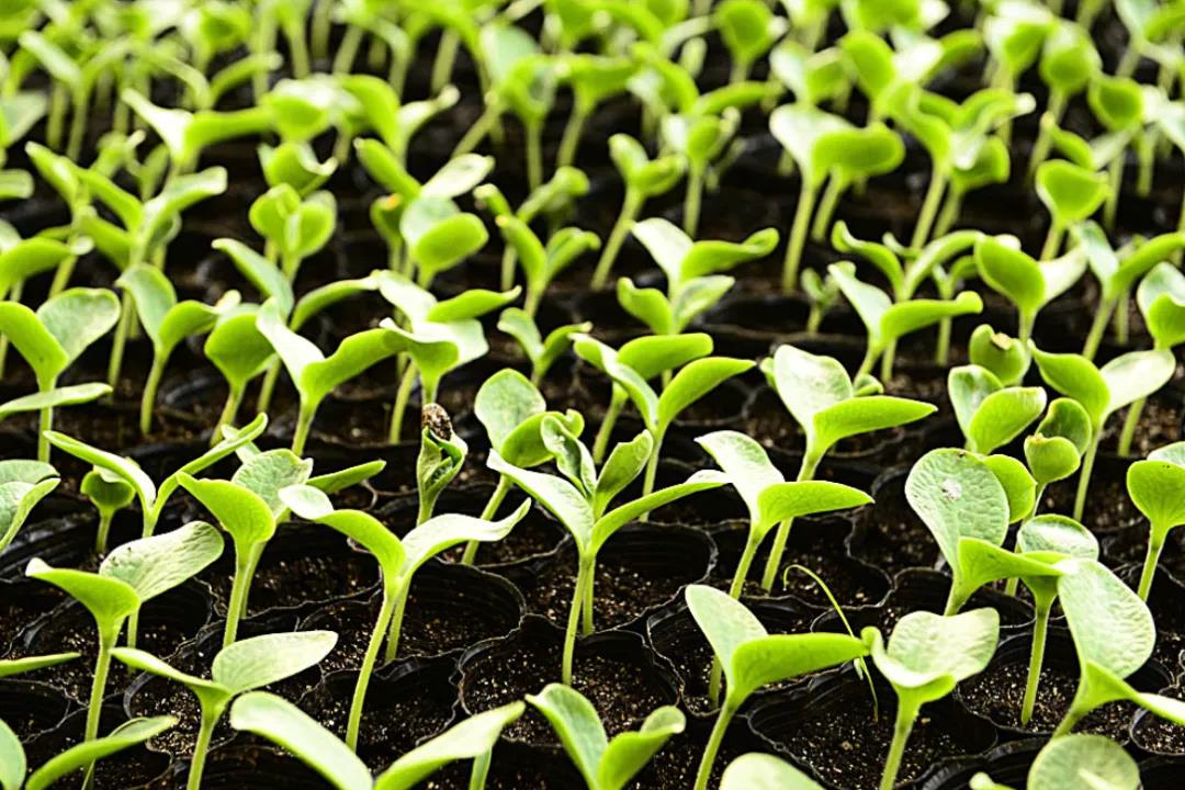 精品久久久久久无码人妻