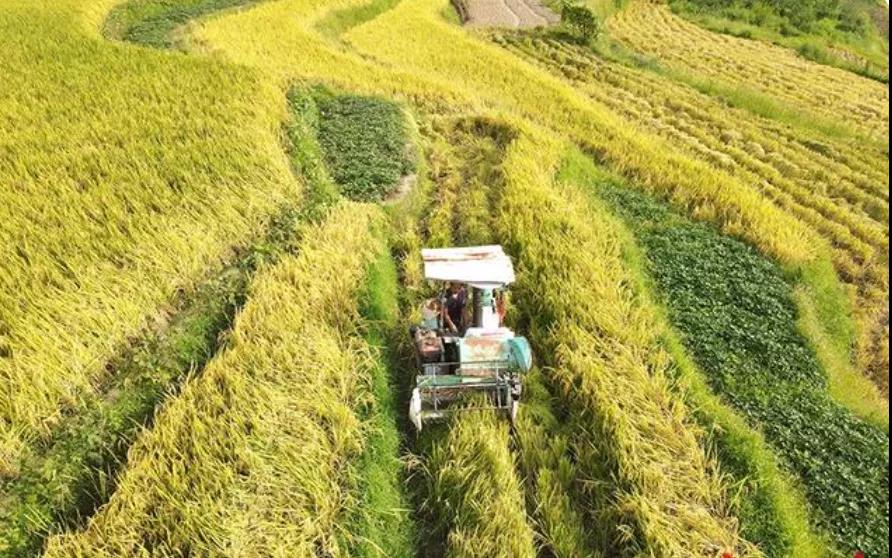 精品久久久久久无码人妻