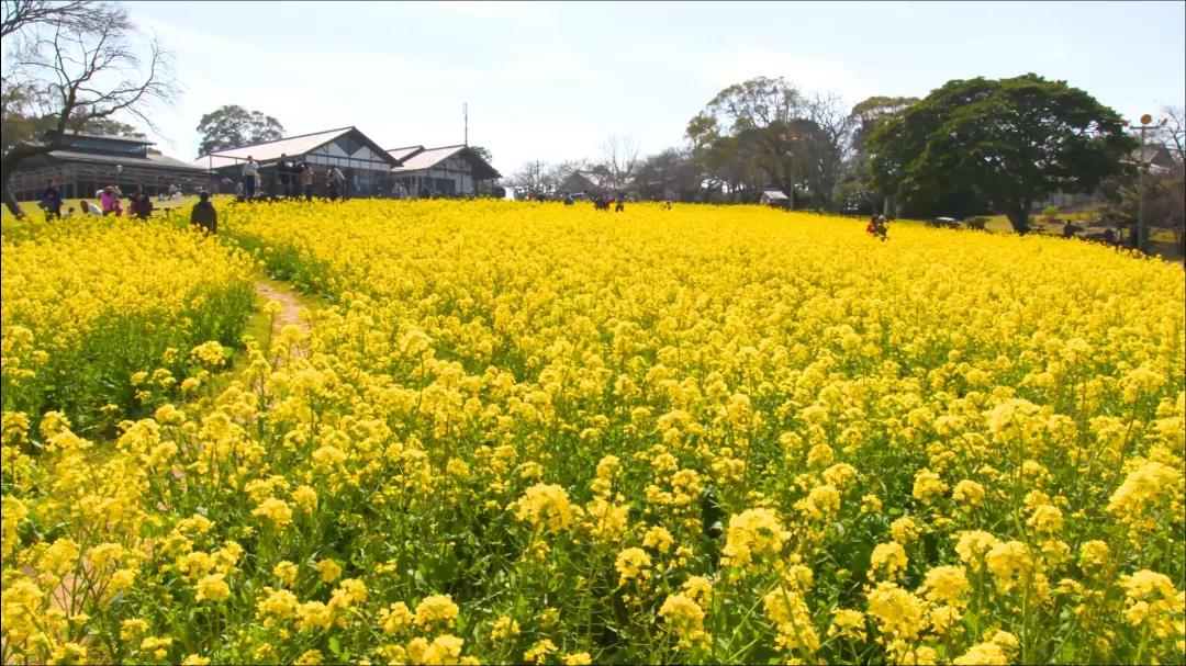 精品久久久久久无码人妻