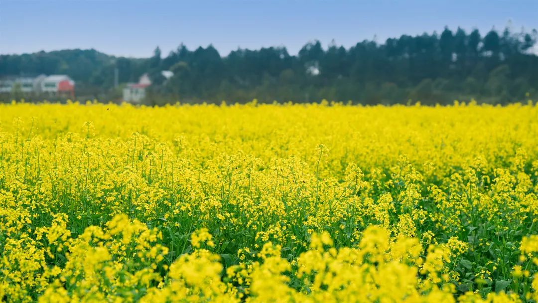 精品久久久久久无码人妻