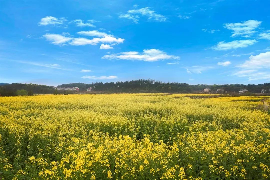 精品久久久久久无码人妻