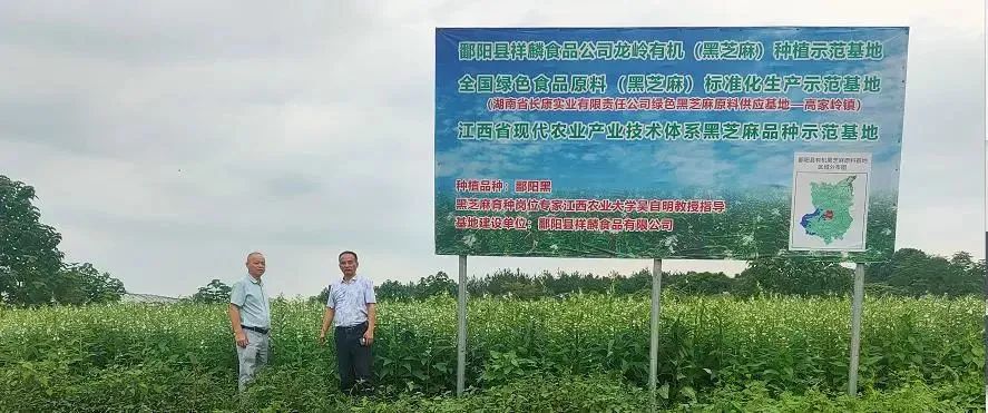 精品久久久久久无码人妻