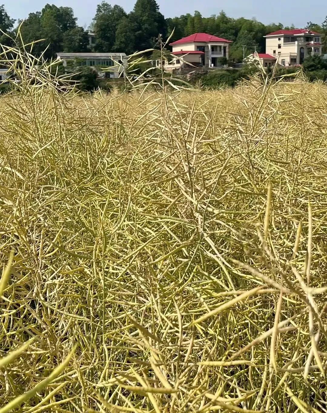 精品久久久久久无码人妻