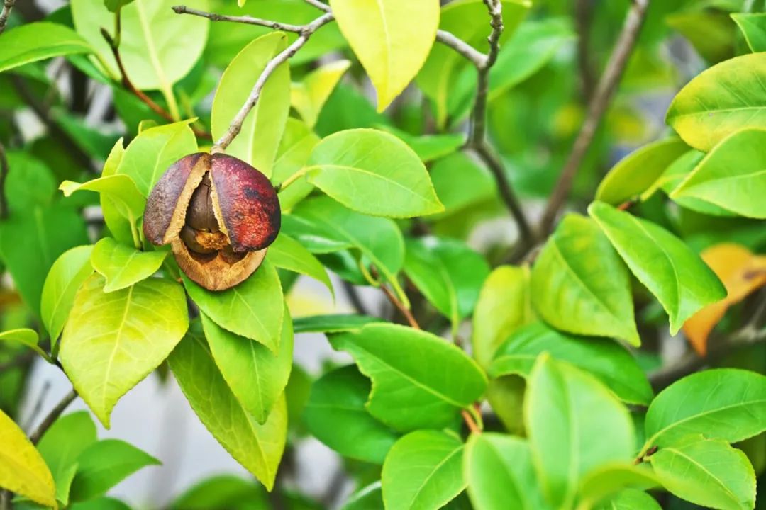 精品久久久久久无码人妻