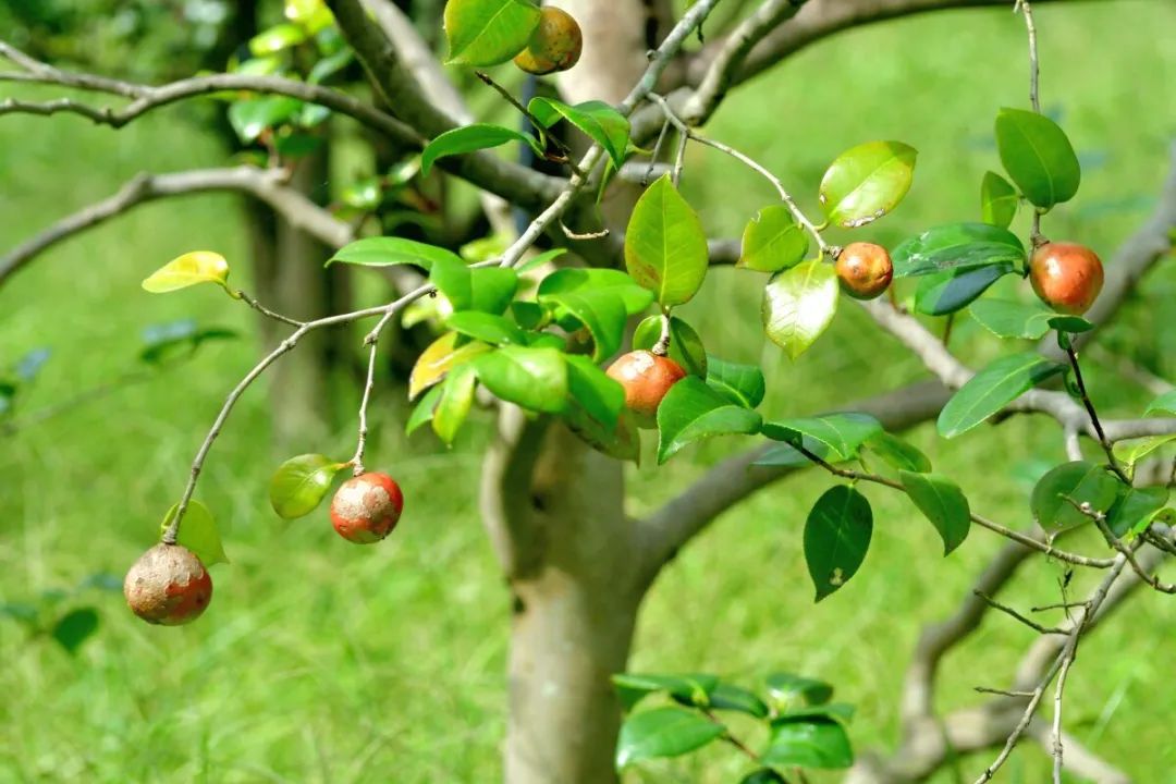 精品久久久久久无码人妻