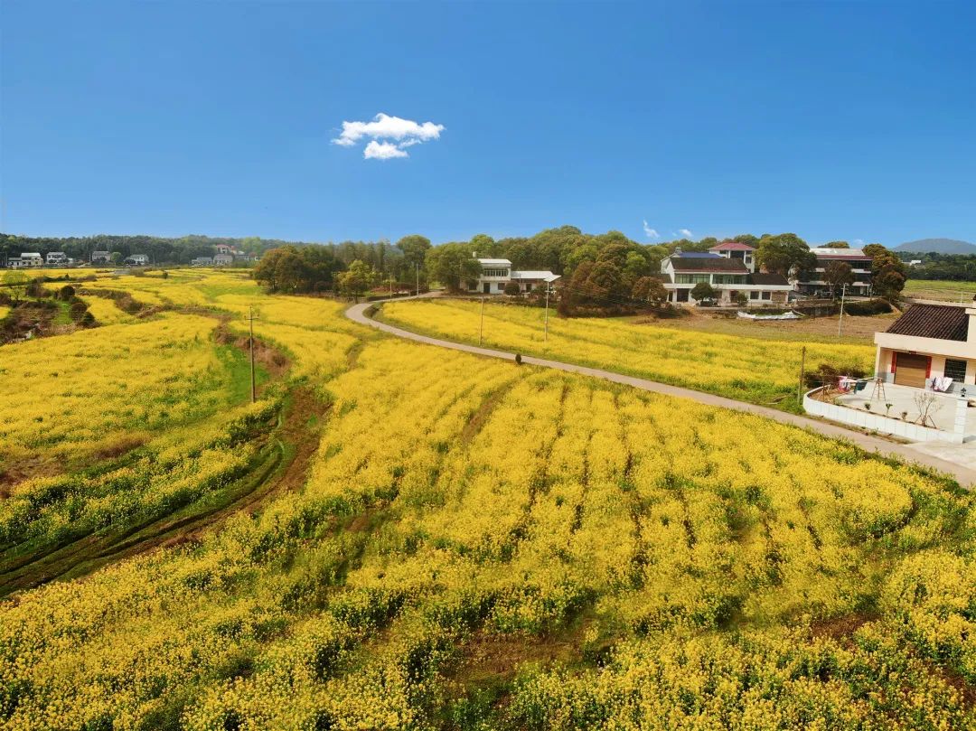 精品久久久久久无码人妻