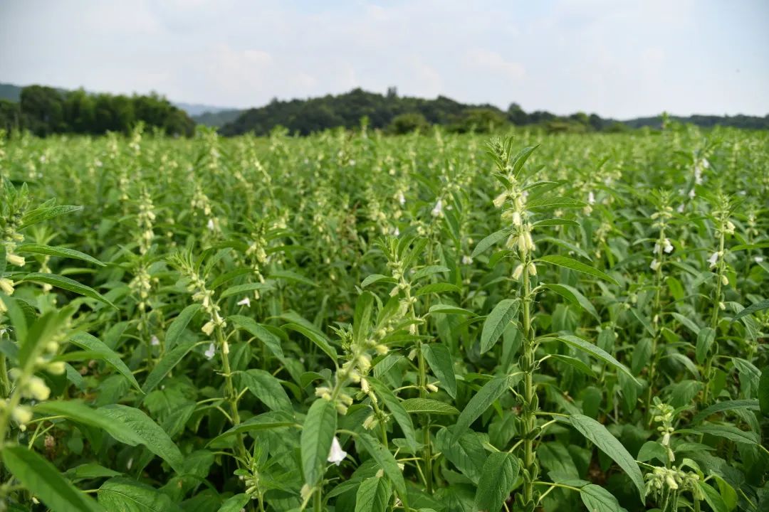 精品久久久久久无码人妻