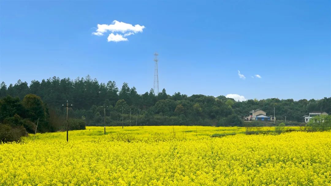 精品久久久久久无码人妻