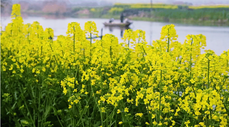 精品久久久久久无码人妻