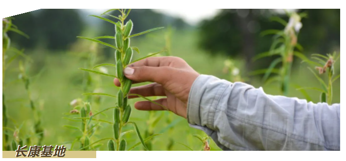 精品久久久久久无码人妻