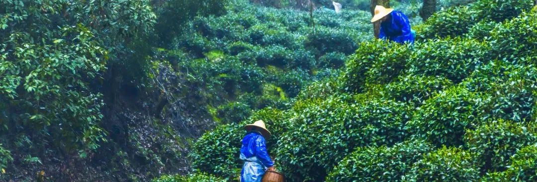 精品久久久久久无码人妻