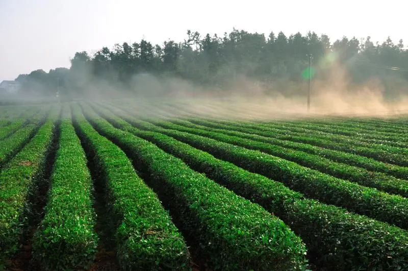 精品久久久久久无码人妻