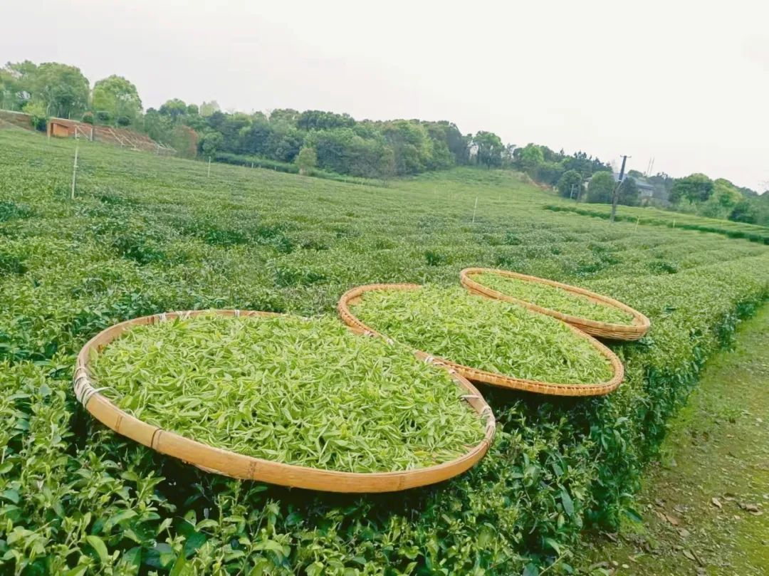 精品久久久久久无码人妻