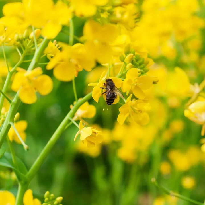 精品久久久久久无码人妻