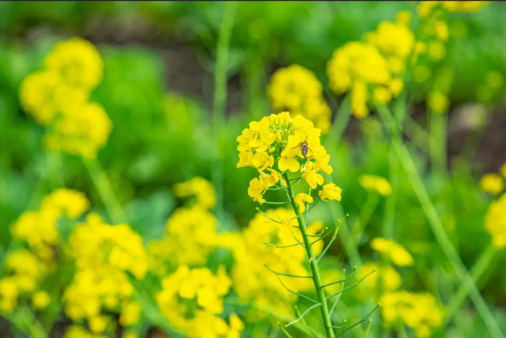 精品久久久久久无码人妻