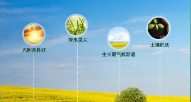 精品久久久久久无码人妻