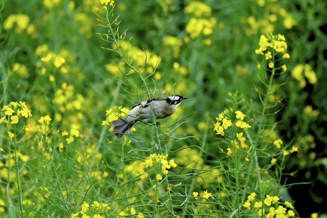 精品久久久久久无码人妻