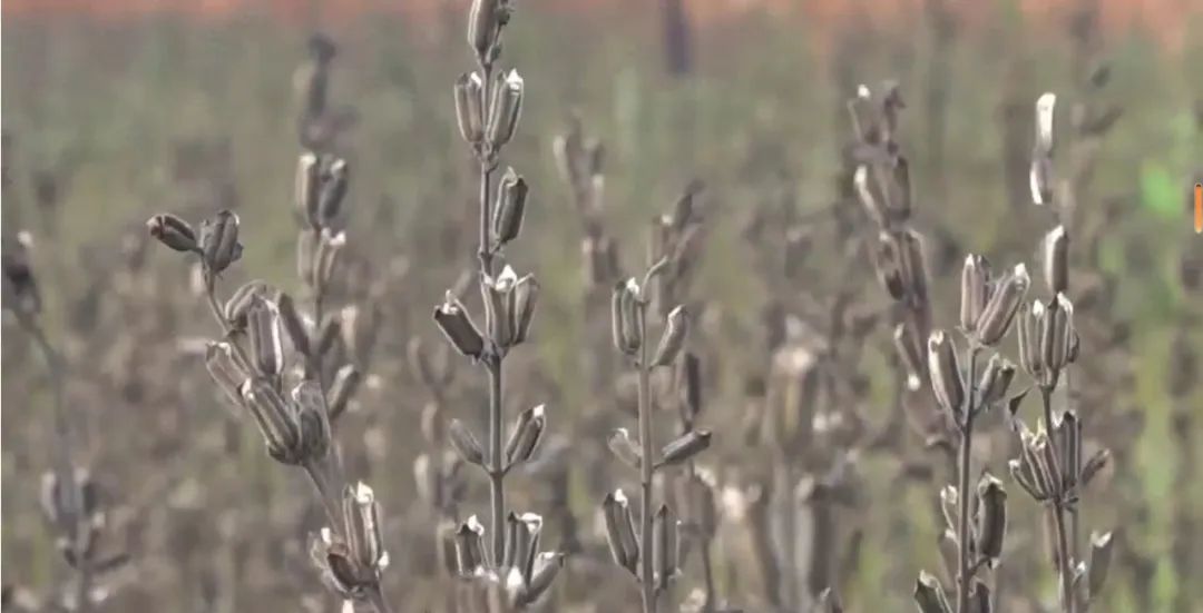 精品久久久久久无码人妻