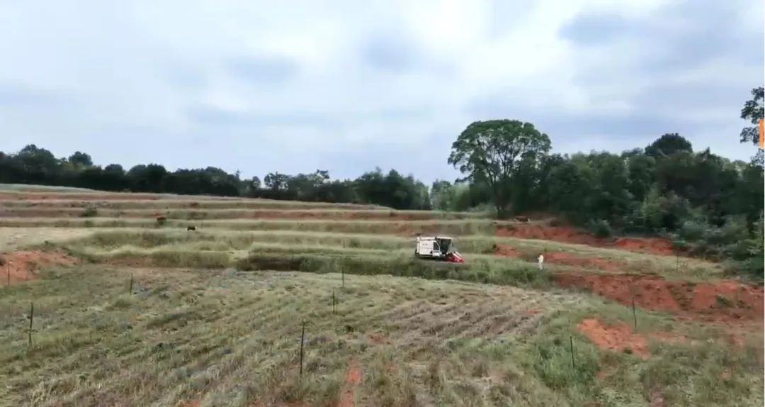 精品久久久久久无码人妻