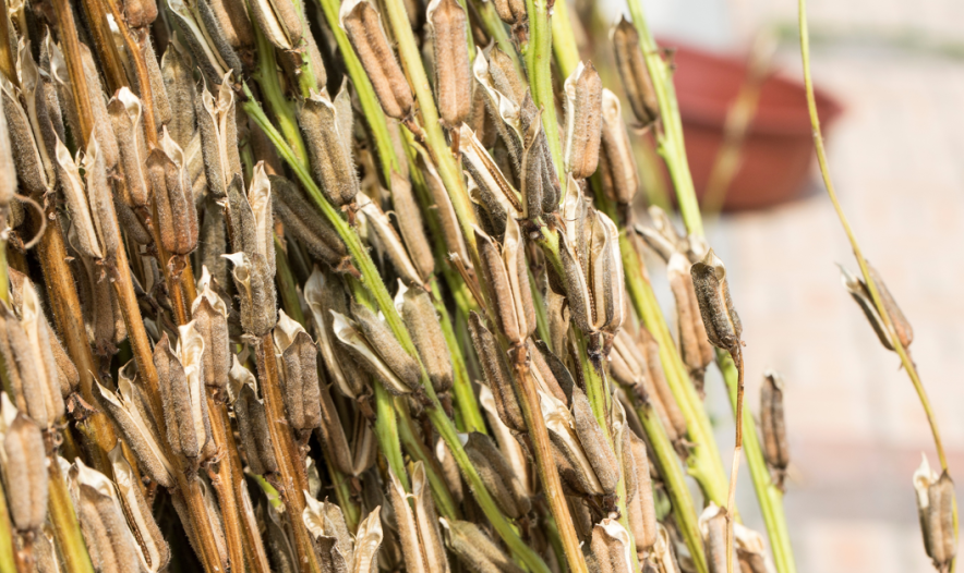 精品久久久久久无码人妻