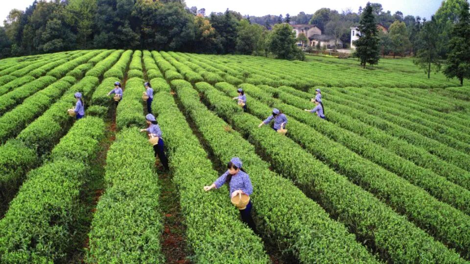 精品久久久久久无码人妻