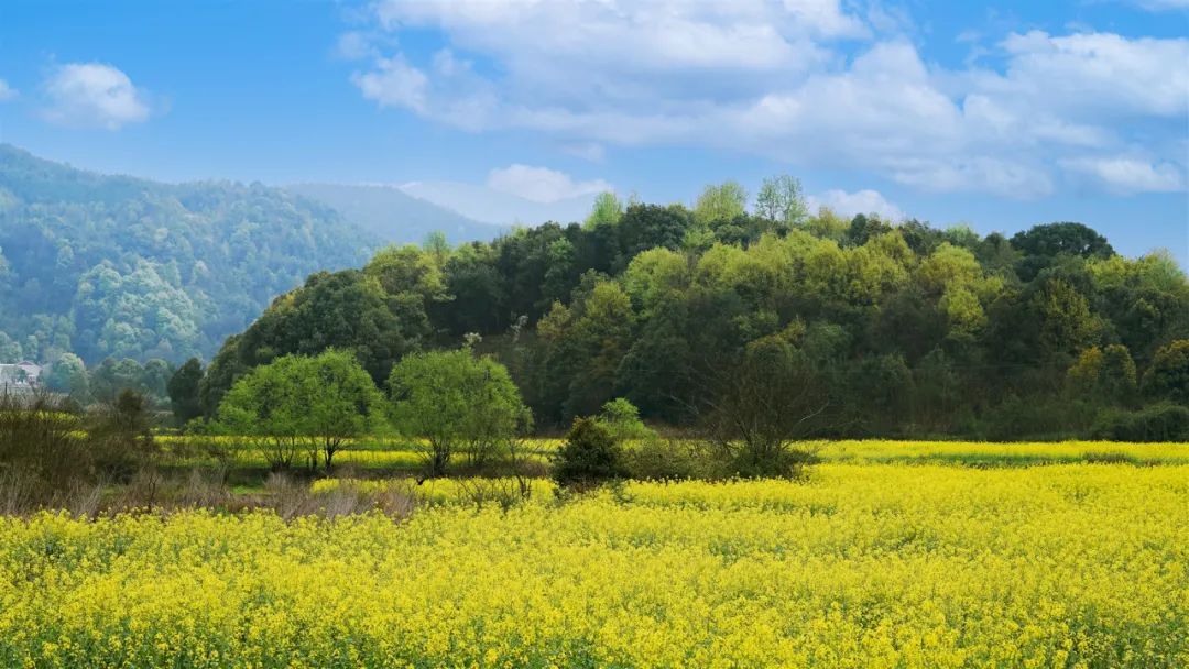 精品久久久久久无码人妻