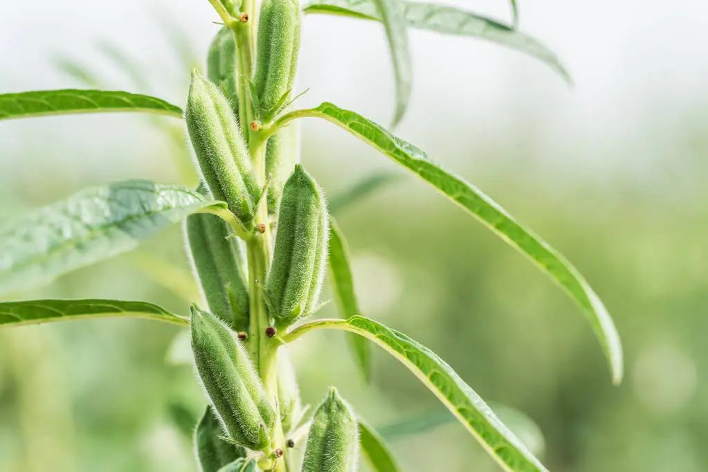 精品久久久久久无码人妻