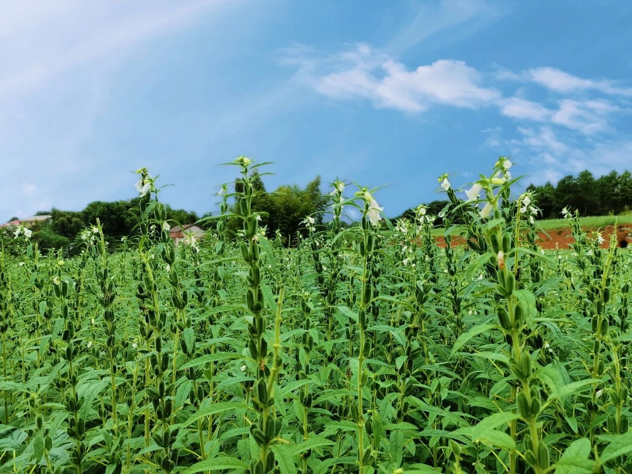 精品久久久久久无码人妻