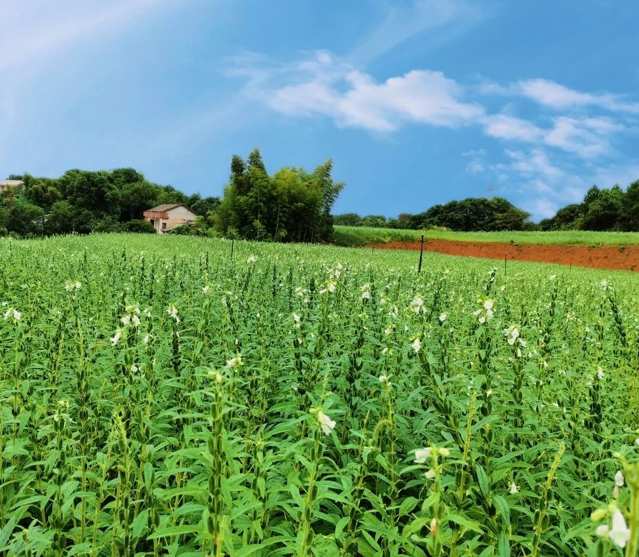 精品久久久久久无码人妻