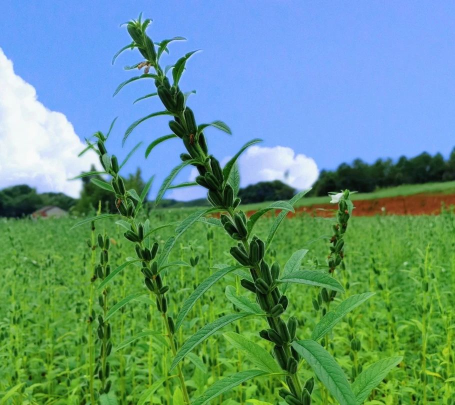 精品久久久久久无码人妻