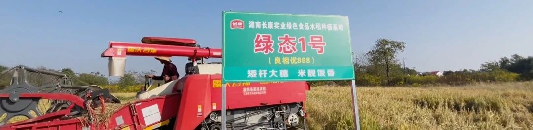 精品久久久久久无码人妻