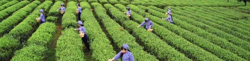 精品久久久久久无码人妻