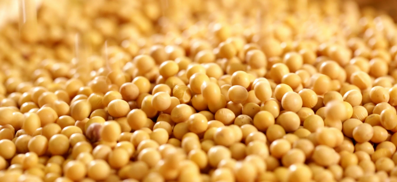 精品久久久久久无码人妻