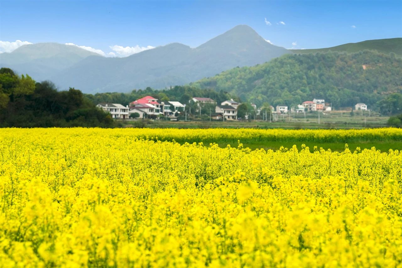 “低芥酸”菜籽油是啥？菜籽油为什么要买低芥酸的？
