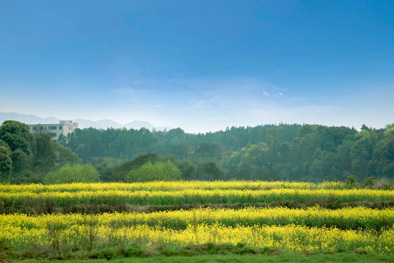 精品久久久久久无码人妻