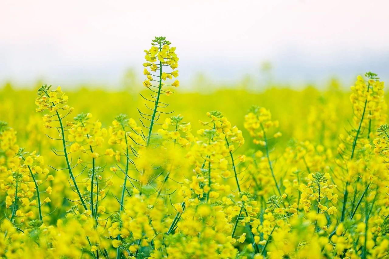 精品久久久久久无码人妻