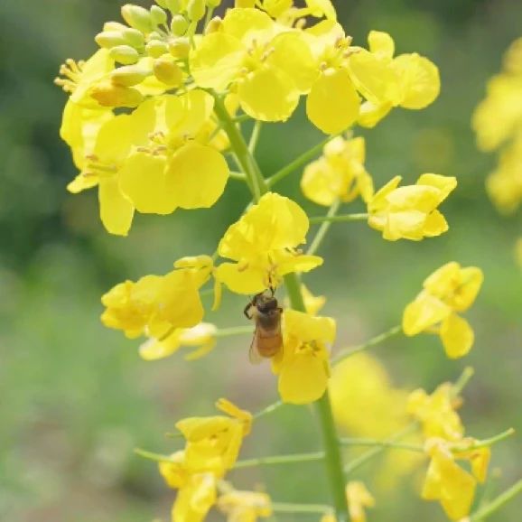 精品久久久久久无码人妻