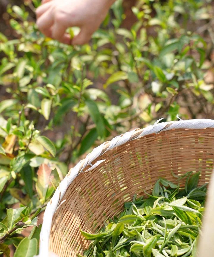 精品久久久久久无码人妻