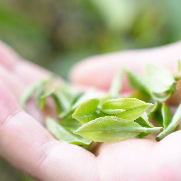 精品久久久久久无码人妻