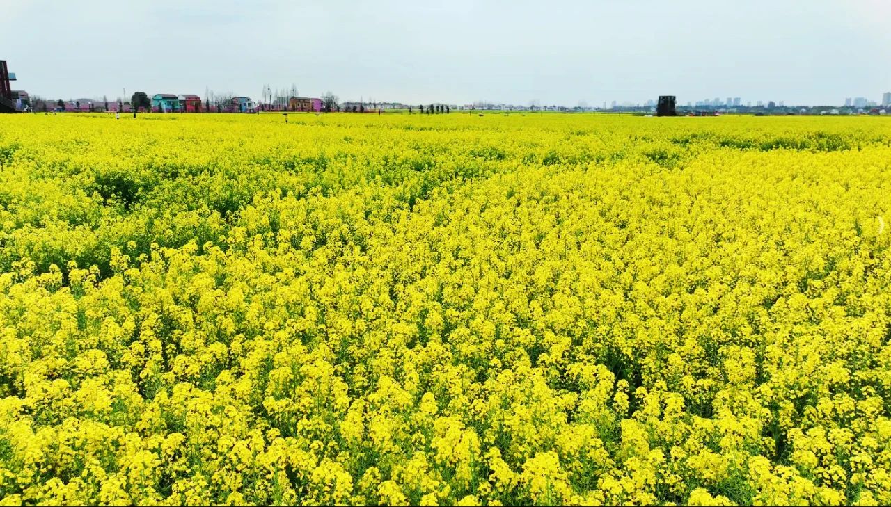 精品久久久久久无码人妻