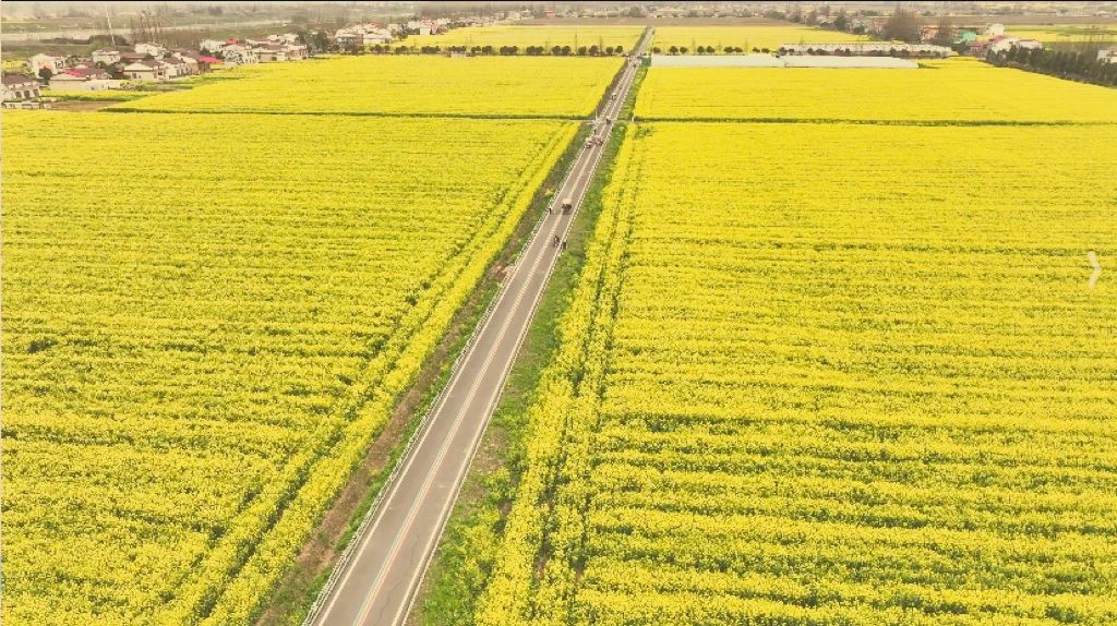 精品久久久久久无码人妻