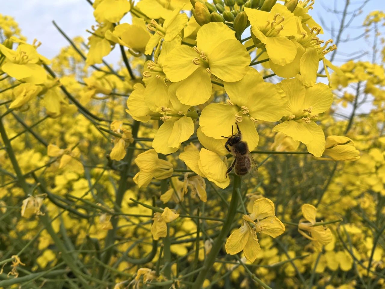 精品久久久久久无码人妻