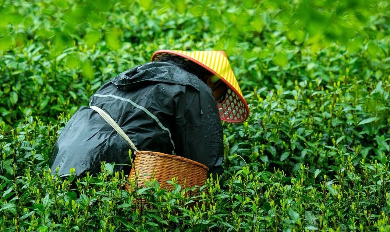 精品久久久久久无码人妻