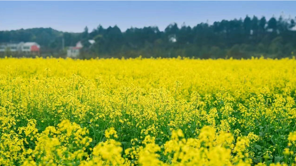 精品久久久久久无码人妻