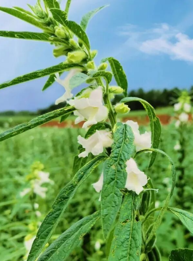 精品久久久久久无码人妻