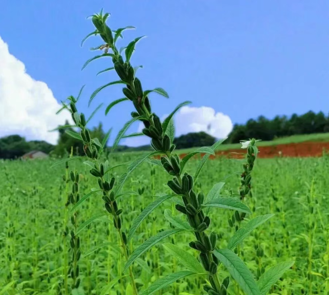 精品久久久久久无码人妻