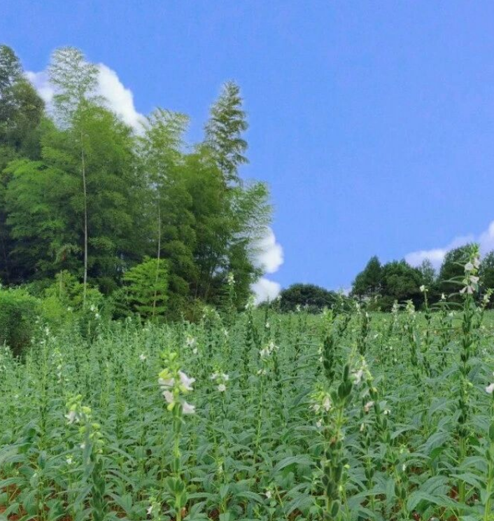 精品久久久久久无码人妻