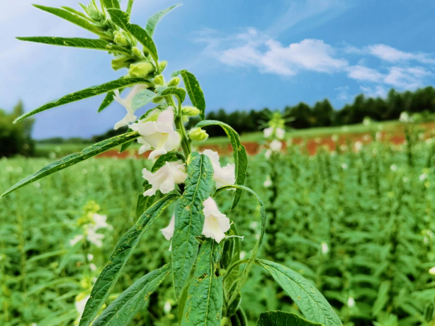 精品久久久久久无码人妻