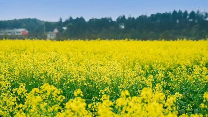 精品久久久久久无码人妻